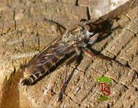 Pamponerus germanicus
