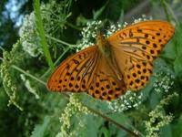 Argynnis paphia - Silver-washed Fritillary