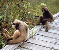 Bornean white-bearded gibbon (Hylobates albibarbis)