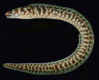 Gymnothorax chilospilus, Lipspot moray: