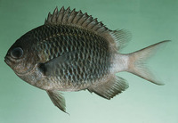 Chromis chrysura, Stout chromis: