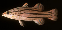 Liopropoma collettei, :