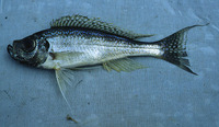 Haplotaxodon microlepis, : aquarium