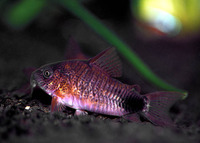 Corydoras caudimaculatus, Tailspot corydoras: aquarium