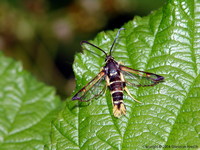 Synanthedon vespiformis - Yellow-legged Clearwing
