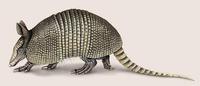 Image of: Dasypus novemcinctus (nine-banded armadillo)