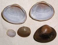 Sphaerium rivicola