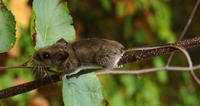 Image of: Peromyscus maniculatus (deer mouse)