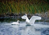 Cygnus buccinator - Trumpeter Swan