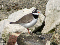 Charadrius hiaticula - Common Ringed Plover