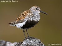 Calidris alpina - Dunlin