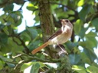 Phoenicurus phoenicurus - Redstart