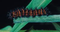 Image of: Euphydryas phaeton