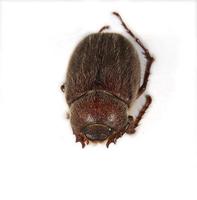 Image of: Scarabaeidae (scarab beetles)