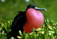 Fregata magnificens - Magnificent Frigatebird