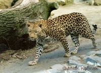 Panthera pardus pardus - African Leopard