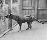 Thylacinus cynocephalus - Thylacine