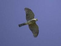 Image of: Accipiter striatus (sharp-shinned hawk)