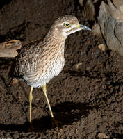 Image of: Burhinus capensis (spotted dikkop)