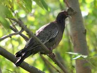 Image of: Columba picazuro (Picazuro pigeon)
