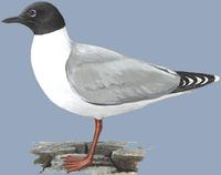 Image of: Larus saundersi (Saunders's gull)