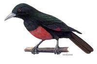 Image of: Oriolus cruentus (black-and-crimson oriole)