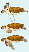Image of: Cheloniidae (sea turtles)