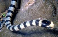 Image of: Laticauda colubrina (banded sea krait)