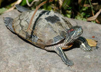 Image of: Trachemys scripta (common slider)