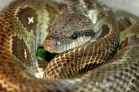 Sanzinia madagascariensis - Madagascar Tree Boa