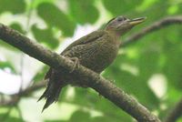 Streak-breasted Woodpecker - Picus viridanus