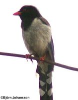 Red-billed Blue Magpie - Urocissa erythrorhyncha