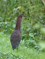 Rufescent Tiger-Heron (Tigrisoma lineatum) photo