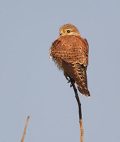 Newton's Kestrel (Falco newtoni) photo