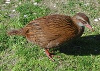 Weka - Gallirallus australis