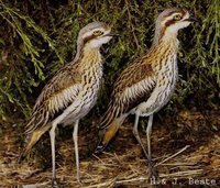 Bush Thick-knee - Burhinus grallarius