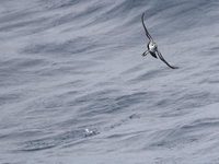 White-faced Storm-Petrel (Pelagodroma marina) photo