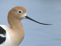 American Avocet (Recurvirostra americana) photo