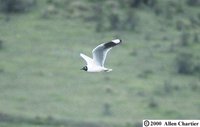 Andean Gull - Larus serranus