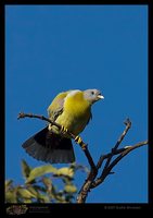 Yellow-footed Green-Pigeon - Treron phoenicoptera