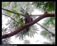 Zoe Imperial-Pigeon - Ducula zoeae