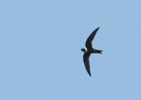 White-collared Swift - Streptoprocne zonaris