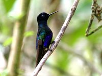 Velvet-purple Coronet - Boissonneaua jardini