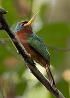 Yellow-billed Jacamar - Galbula albirostris