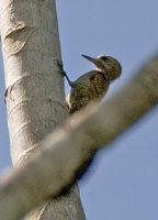 Little Woodpecker - Veniliornis passerinus