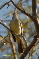 Small-billed Elaenia - Elaenia parvirostris