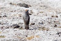 Rufous-naped Ground-Tyrant - Muscisaxicola rufivertex