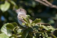 La Sagra's Flycatcher - Myiarchus sagrae