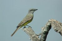 Tropical Kingbird - Tyrannus melancholicus