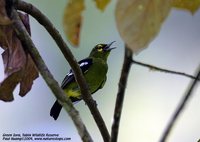 Green Iora - Aegithina viridissima